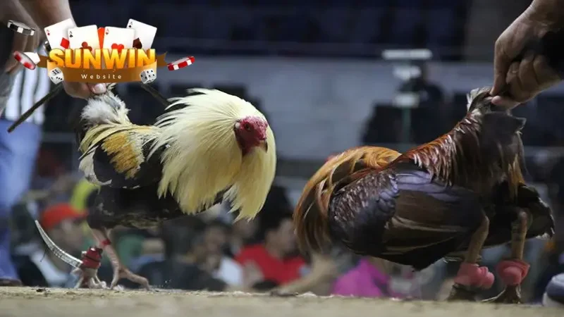 Điểm nổi bật vượt trội chỉ có tại đá gà Sunwin